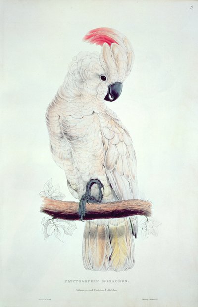 Salmon-Crested Cockatoo by Edward Lear